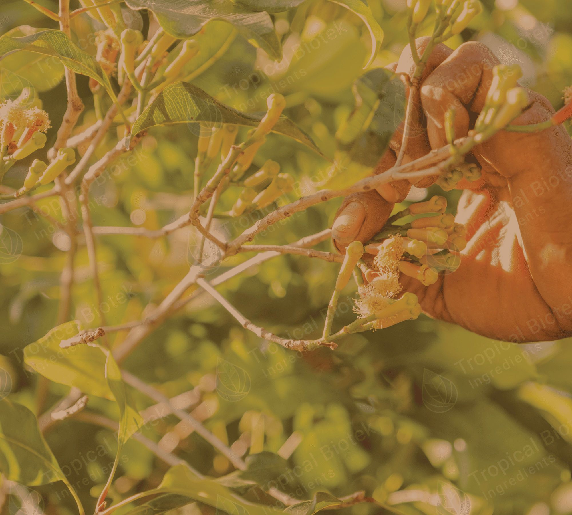 CL-380 - Clove Bud Oil Van Aroma - TBI